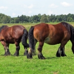 PAARDEN PAARDEN