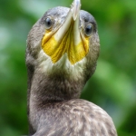 AALSCHOLVERPORTRET AALSCHOLVERPORTRET