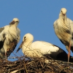 JONGE OOIEVAARS JONGE OOIEVAARS
