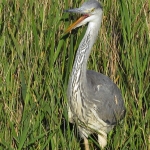 JONGE REIGER JONGE REIGER