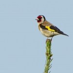 DISTELVINK DISTELVINK