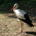 OOIEVAAR OOIEVAAR