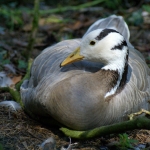 INDISCHE GANS INDISCHE GANS