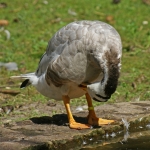 INDISCHE GANS INDISCHE GANS