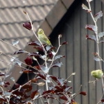 GROENLINGEN GROENLINGEN
