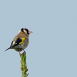 DISTELVINK DISTELVINK