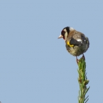DISTELVINK DISTELVINK