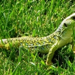 GROENE HAGEDIS GROENE HAGEDIS