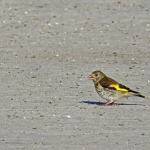 DISTELVINK DISTELVINK