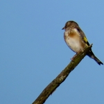 DISTELVINK DISTELVINK
