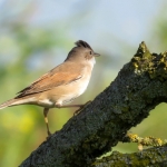 GRASMUS GRASMUS