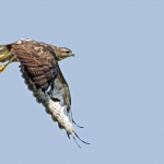 BUIZERD BUIZERD