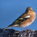 VINK VINK
