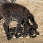 PASGEBOREN MINI-EZELTJE PASGEBOREN MINI-EZELTJE