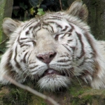 WITTE TIJGER WITTE TIJGER