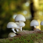 PORSELEINZWAMMEN PORSELEINZWAMMEN