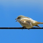 ROODKOPKLAUWIER JUVENIEL ROODKOPKLAUWIER JUVENIEL
