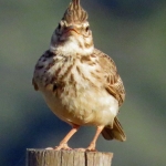 KUIFLEEUWERIK KUIFLEEUWERIK