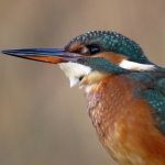 IJSVOGEL IJSVOGEL