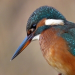 IJSVOGEL IJSVOGEL