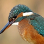 IJSVOGEL IJSVOGEL