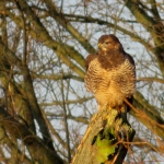 BUIZERD OP BOOM BUIZERD OP BOOM