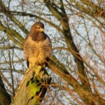 BUIZERD OP BOOM 2 BUIZERD OP BOOM 2