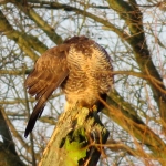 BUIZERD OP BOOM 1 BUIZERD OP BOOM 1