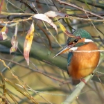IJSVOGEL IJSVOGEL