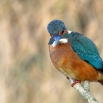 IJSVOGEL IJSVOGEL