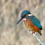 IJSVOGEL IJSVOGEL