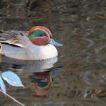 WINTERTALING WINTERTALING