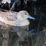 WINTERTALING WINTERTALING