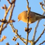 VINK VINK