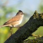 GRASMUS GRASMUS