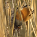 BAARDMANNETJE BAARDMANNETJE