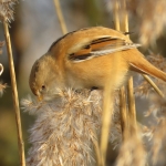 BAARDMANNETJE BAARDMANNETJE