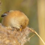 BAARDMANNETJE BAARDMANNETJE