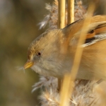 BAARDMANNETJE BAARDMANNETJE