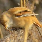 BAARDMANNETJE BAARDMANNETJE