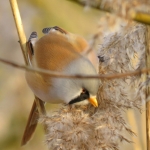 BAARDMANNETJE BAARDMANNETJE