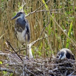 JONGE REIGERS JONGE REIGERS