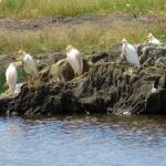 KOEREIGERS KOEREIGERS