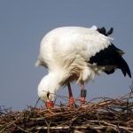 OOIEVAAR OOIEVAAR