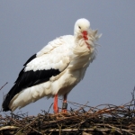 OOIEVAAR OOIEVAAR