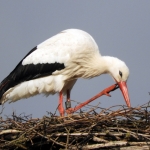 OOIEVAAR OOIEVAAR