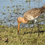 GRUTTO GRUTTO