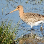GRUTTO GRUTTO