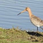 GRUTTO GRUTTO