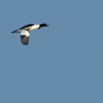 GROTE ZAAGBEK GROTE ZAAGBEK